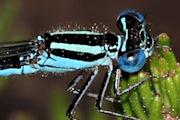 Eastern Billabongfly (Austroagrion watsoni)